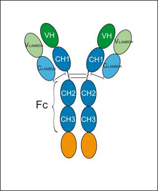 Experimental Validation Results for Bintrafusp alfa